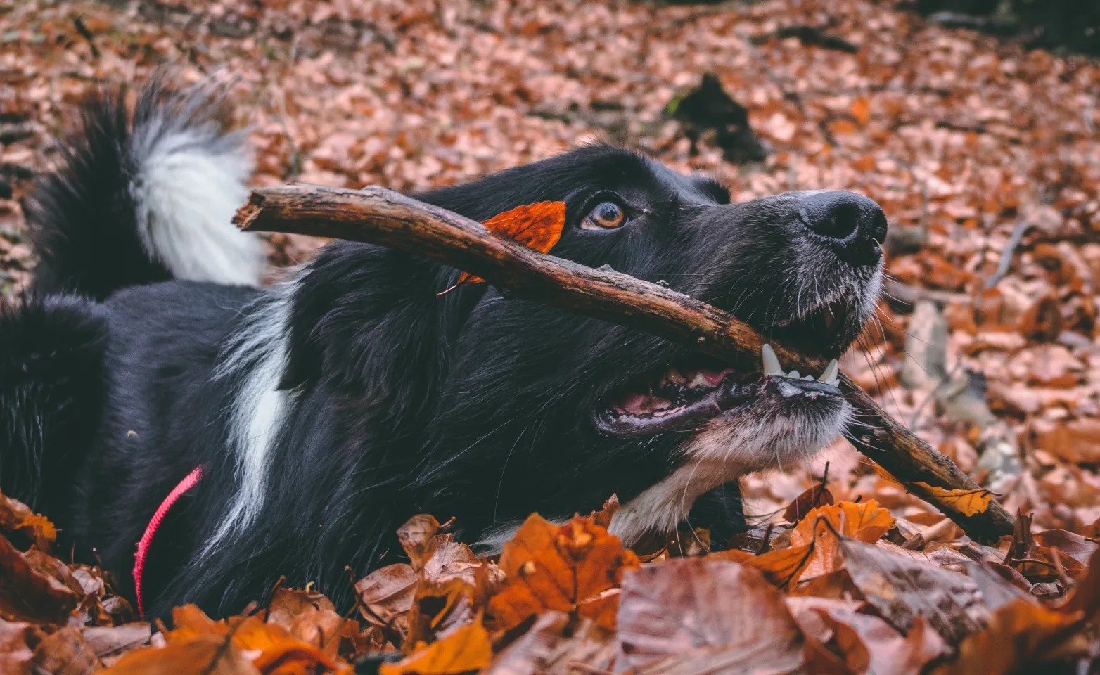 Dog Laying Leaves with Stick